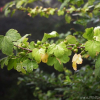까마귀밥나무(Ribes fasciculatum var. chinense Maxim.) : habal