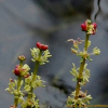 이삭물수세미(Myriophyllum spicatum L.) : 푸른산야