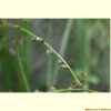개미탑(Haloragis micrantha (Thunb.) R.Br. ex Siebold & Zucc.) : 통통배