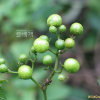 개머루(Ampelopsis glandulosa (Wall.) Momiy. var. heterophylla (Thunb.) Momiy.) : 꽃사랑