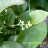 청미래덩굴(Smilax china L.) : 지리지리