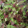 산여뀌(Persicaria nepalensis (Meisn.) H.Gross) : 추풍