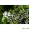 산솜다리(Leontopodium leiolepis Nakai) : 설뫼*