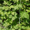서양오엽딸기(Rubus americanus) : 박용석nerd