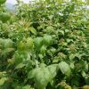 서양오엽딸기(Rubus americanus) : 산들꽃
