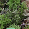 만년석송(Lycopodium obscurum L.) : 노루발