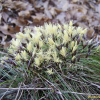 가는잎그늘사초(Carex humilis var. nana (H.Lev. & Vaniot) Ohwi) : 고들빼기