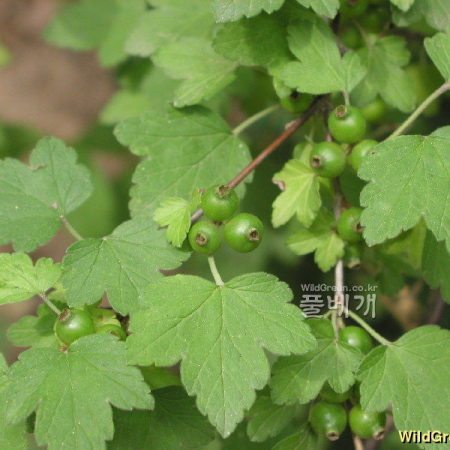 까마귀밥나무(Ribes fasciculatum var. chinense Maxim.) : 통통배