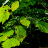 물개암나무(Corylus sieboldiana var. mandshurica (Maxim. & Rupr.) C.K.Schneid.) : 추풍