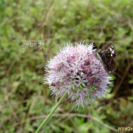 산달래(Allium macrostemon Bunge) : 별꽃