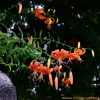 참나리(Lilium lancifolium Thunb.) : 통통배