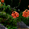 참나리(Lilium lancifolium Thunb.) : 통통배