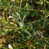 키큰산국(Leucanthemella linearis (Matsum.) Tzvelev) : 추풍