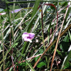 돌동부(Vigna vexillata (L.) A.Rich. var. tsusimensis Matsum.) : 봄까치꽃