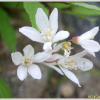 말발도리(Deutzia parviflora Bunge) : 여로