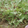 털딱지꽃(Potentilla chinensis var. concolor Franch. & Sav.) : 벼루