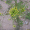 재쑥(Descurainia sophia (L.) Webb ex Prantl) : 박용석nerd