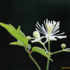 사위질빵(Clematis apiifolia DC.) : habal