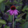자주천인국(Echinacea purpurea (L.) Moench) : 별꽃