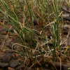 천일사초(Carex scabrifolia Steud.) : 청암