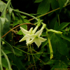 꽃담배(Nicotiana sanderae Sander) : 별꽃