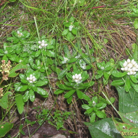 한라솜다리(Leontopodium coreanum Nakai var. hallaisanense (Hand.-Mazz.) D.H.Lee & B.H.Choi) : 세임