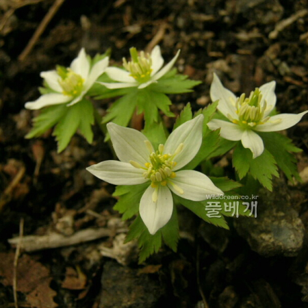 모데미풀(Megaleranthis saniculifolia Ohwi) : 들꽃사랑