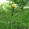 쇠채(Scorzonera albicaulis Bunge) : 산들꽃