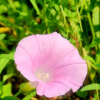 선메꽃(Calystegia dahurica (Herb.) Choisy) : 노루발