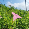 선메꽃(Calystegia dahurica (Herb.) Choisy) : 노루발