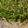 석류풀(Trigastrotheca stricta (L.) Thulin) : 여로