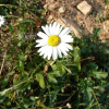 제충국(Tanacetum cinerariifolium (Trev.) Sch.Bip.) : 카르마