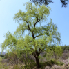 개수양버들(Salix dependens Nakai) : 산들꽃