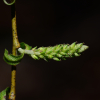 개수양버들(Salix dependens Nakai) : 산들꽃