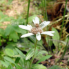 한라솜다리(Leontopodium coreanum Nakai var. hallaisanense (Hand.-Mazz.) D.H.Lee & B.H.Choi) : 별꽃