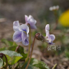 종지나물(Viola papilionacea Pursh) : 풀_ㅍiㄹi