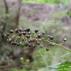 노루삼(Actaea asiatica H.Hara) : 박용석