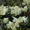 노랑만병초(Rhododendron aureum Georgi) : 통통배