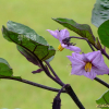 가지(Solanum melongena L.) : 塞翁之馬
