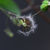 벌씀바귀(Ixeris polycephala Cass.) : 산들꽃