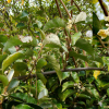보리밥나무(Elaeagnus macrophylla Thunb.) : 무심거사