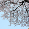 왕벚나무(Prunus yedoensis Matsum.) : 청암