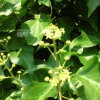 송악(Hedera rhombea (Miq.) Bean) : 통통배
