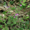 나도송이풀(Phtheirospermum japonicum (Thunb.) Kanitz) : 들꽃사랑