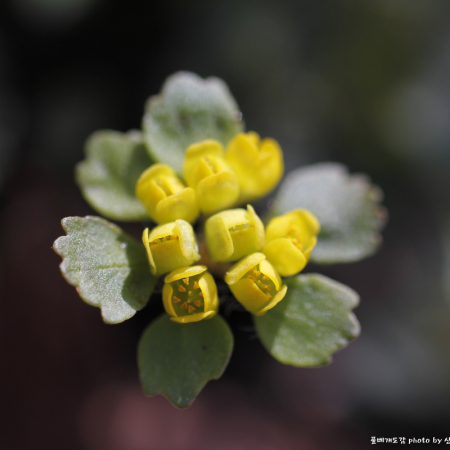 흰털괭이눈(Chrysosplenium barbatum) : 산들꽃