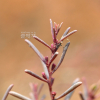 칠면초(Suaeda japonica Makino) : 청암