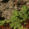 개털이슬(Circaea alpina subsp. caulescens (Komarov) Tatewaki) : 무심거사