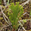 석송(Lycopodium clavatum L.) : 벼루