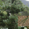 섬잣나무(Pinus parviflora Siebold & Zucc.) : 산들꽃