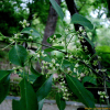 버들회나무(Euonymus trapococca Nakai) : 꽃천사